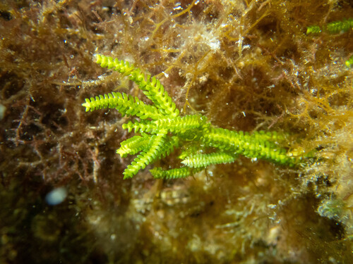 Caulerpa cupressoides observed 2026-05-01