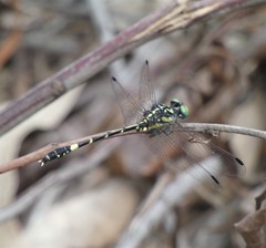 Austroepigomphus praeruptus
