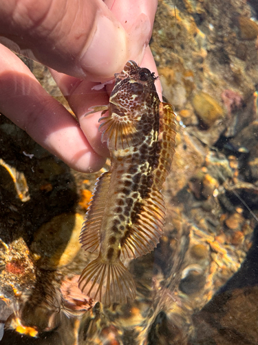 Parablennius intermedius