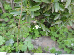 Semiaquilegia adoxoides