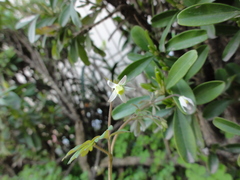 Semiaquilegia adoxoides