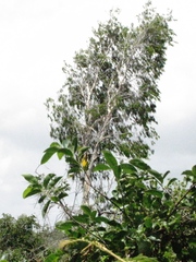 Melaleuca leucadendra