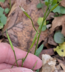 Cardamine douglassii, photograph (c) Alan Prather, some rights reserved (CC BY)