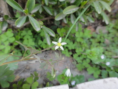 Semiaquilegia adoxoides