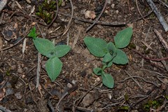 Pterostylis truncata