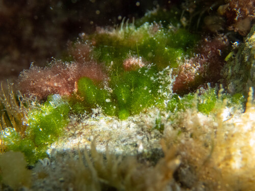 Caulerpa verticillata observed 2026-05-01