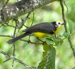 Myioborus ornatus