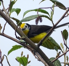 Myioborus ornatus