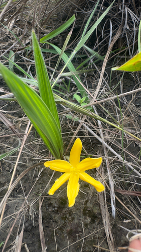 Gorgojo (Curculigo scorzonerifolia)