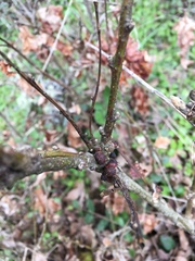 Disholcaspis mellifica