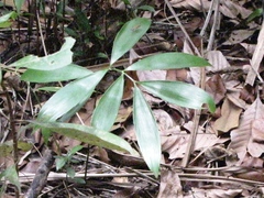 Zamia prasina