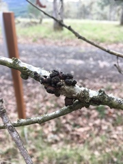 Disholcaspis mellifica