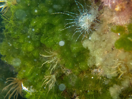 Caulerpa verticillata observed 2026-05-01