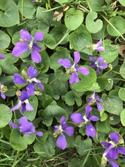 Viola sororia