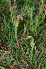 Pterostylis truncata