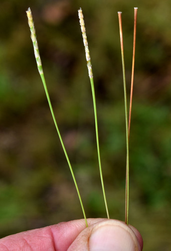Mnesithea formosa observed 2026-03-18