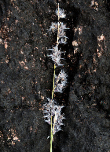 Urochloa holosericea observed 2026-03-18