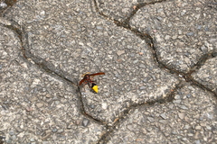 Delta pyriforme pyriforme