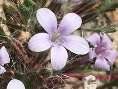 Langloisia setosissima