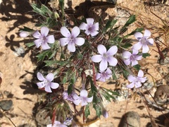 Langloisia setosissima