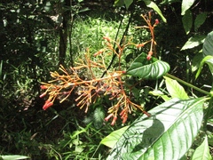 Palicourea crocea