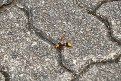 Delta pyriforme pyriforme