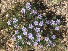 Langloisia setosissima