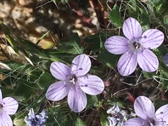 Langloisia setosissima