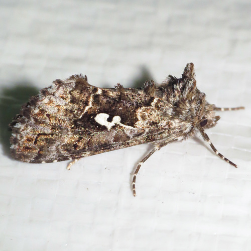 spruce climbing cutworm