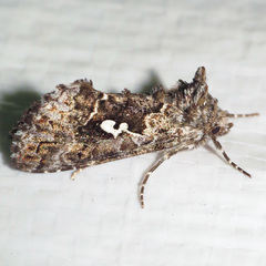 Syngrapha alias