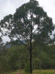 Eucalyptus crebra
