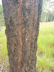 Eucalyptus crebra