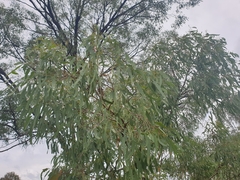 Eucalyptus crebra