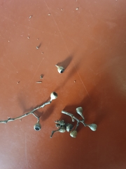 Eucalyptus crebra