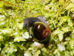 Victaphanta compacta