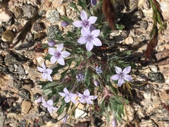 Langloisia setosissima