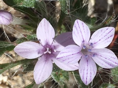 Langloisia setosissima