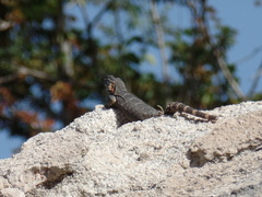 Ctenosaura macrolopha