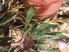 Langloisia setosissima