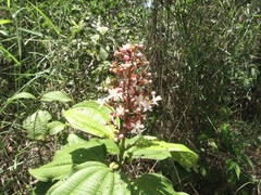Miconia tococa
