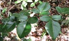 Triphasia trifolia