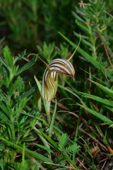 Pterostylis truncata