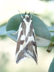 Epithymema incomposita