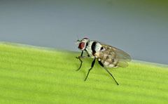 Anthomyia silvestris