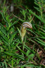 Pterostylis truncata