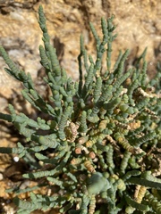 Tecticornia pergranulata