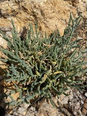 Tecticornia pergranulata
