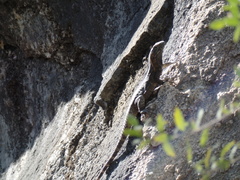 Ctenosaura macrolopha