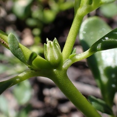 Sesuvium maritimum, photograph (c) Stan Shebs, some rights reserved (CC BY-SA)