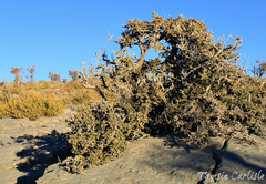 Sideroxylon mascatense